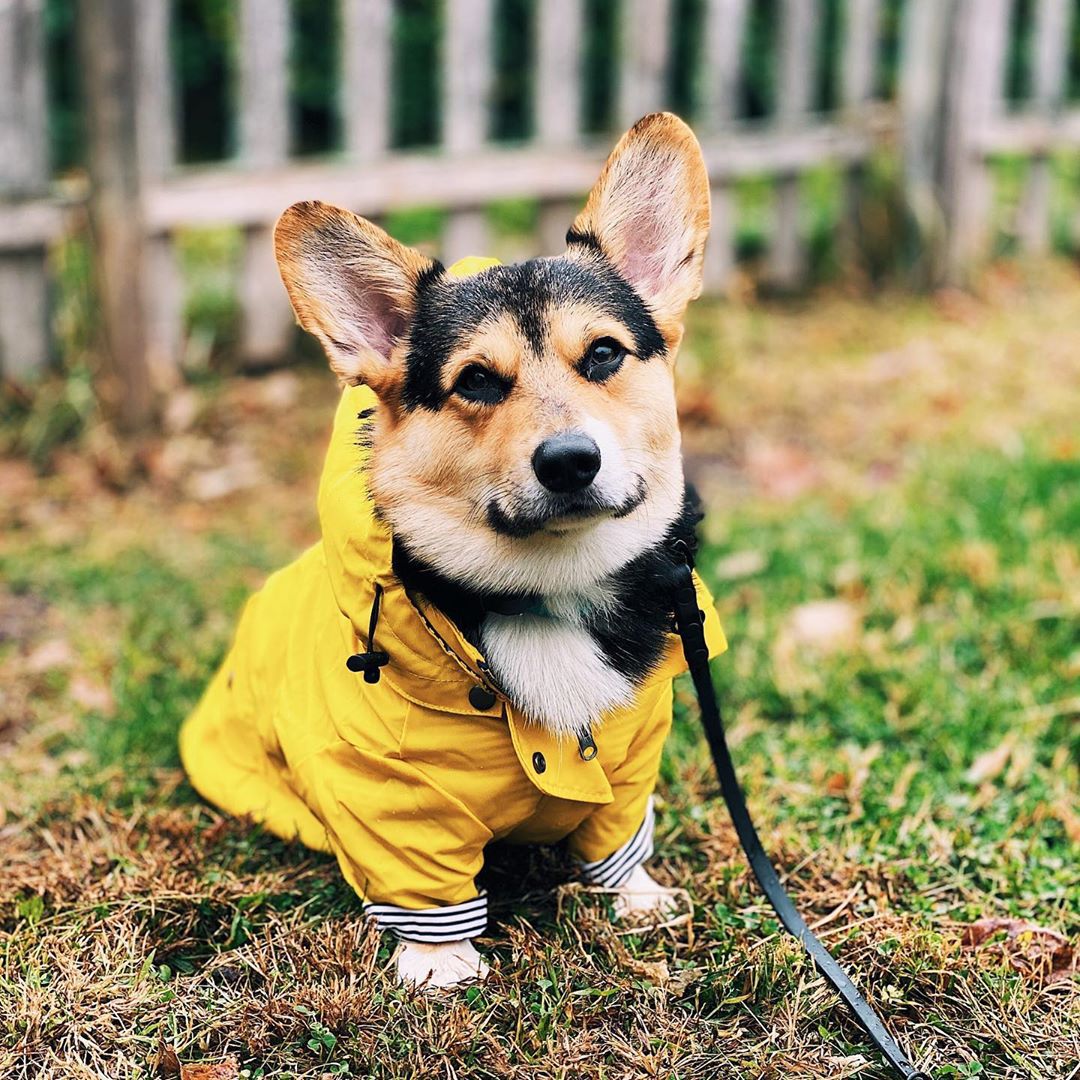 Outdoor Sport Hoodie - Waterproof Pet Dog Coat for Small