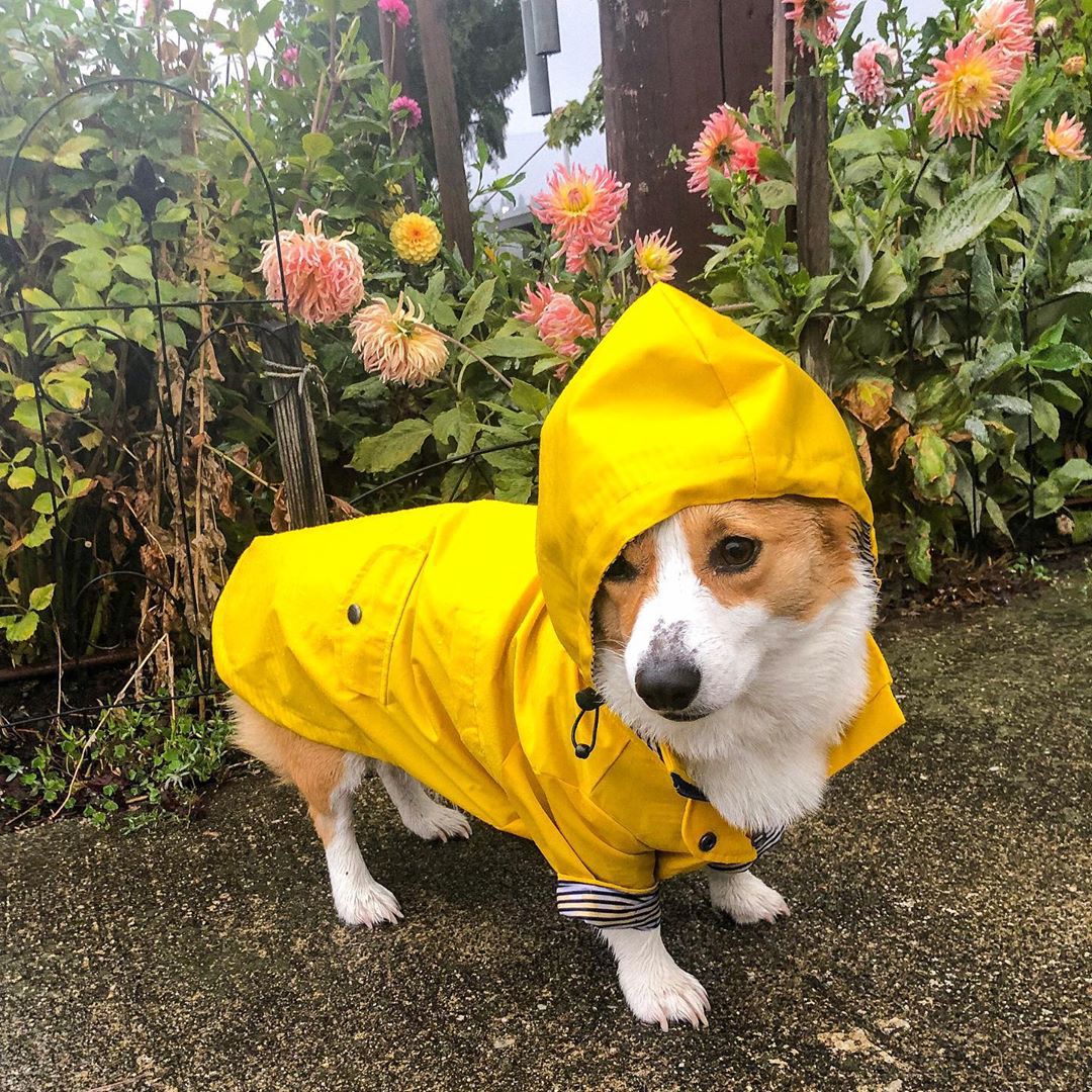 Waterproof Pet Dog Coat for Sm - Outdoor Sport Hoodie review and price