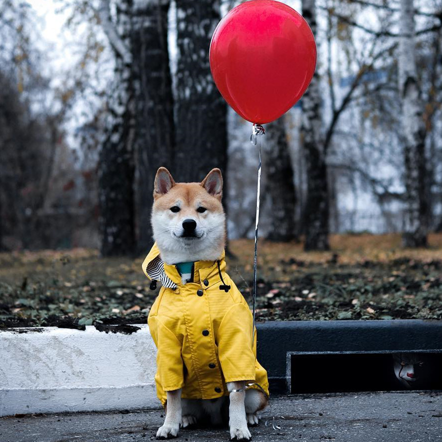 Waterproof Pet Dog Coat for Sm - Outdoor Sport Hoodie review and price