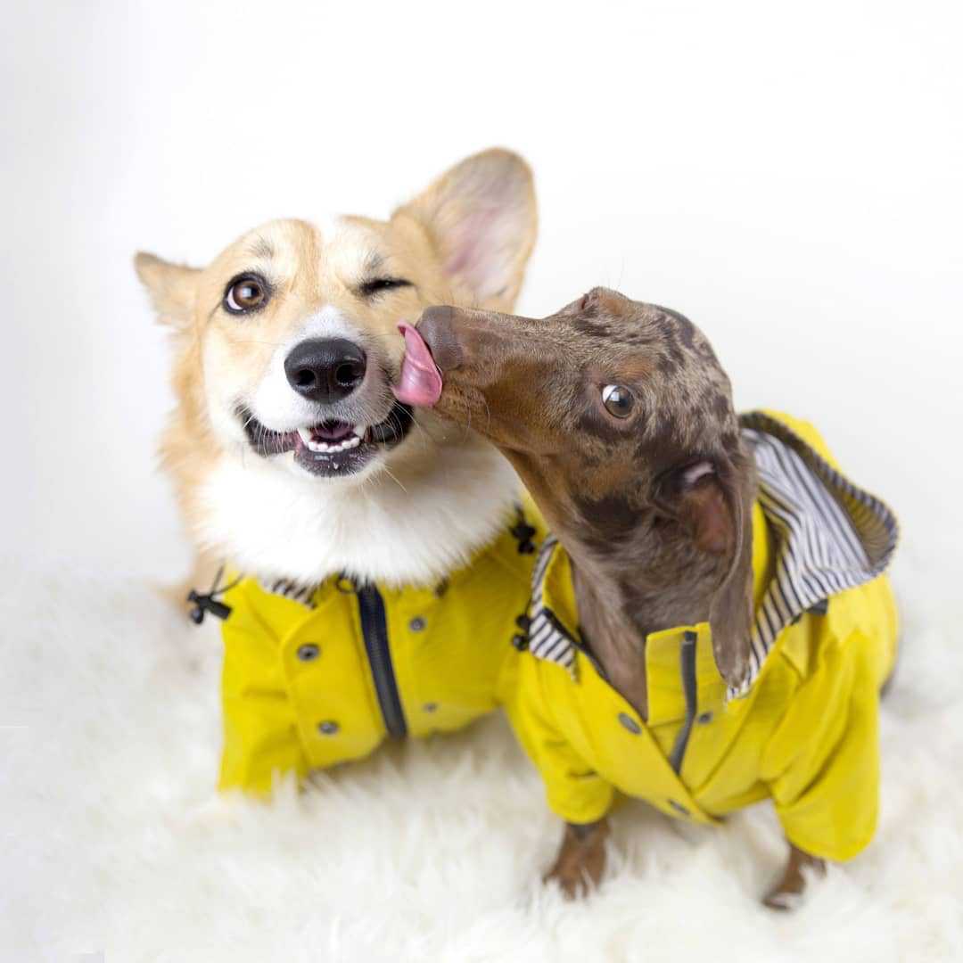 Waterproof Pet Dog Coat for Sm - Outdoor Sport Hoodie review and price